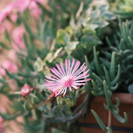 Comecasa Flowery Terraced Apartment Milaan Buitenkant foto