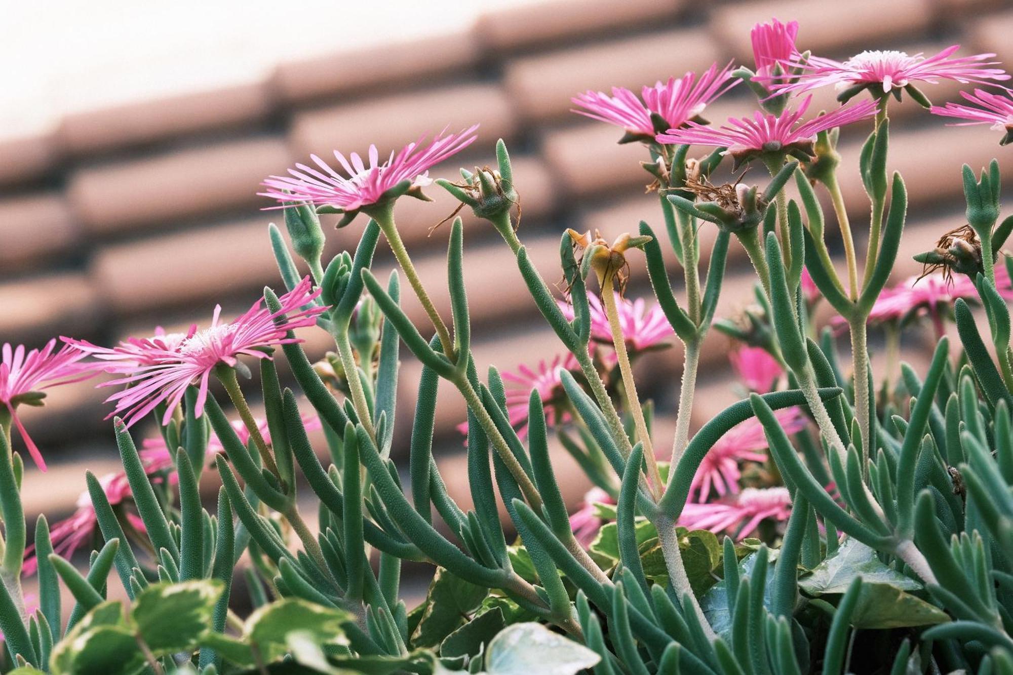 Comecasa Flowery Terraced Apartment Milaan Buitenkant foto